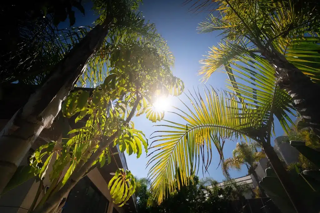 How Long Do Opioids Stay in Your System? 4 6435 Weidlake palm trees sun